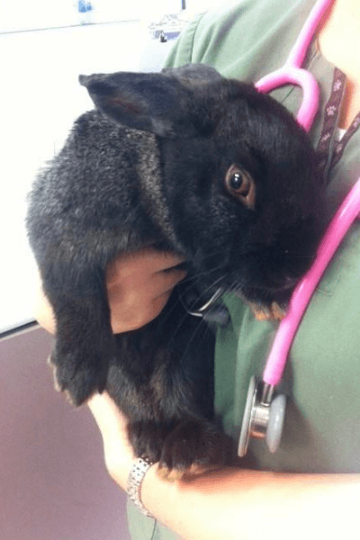 Vet holding rabbit