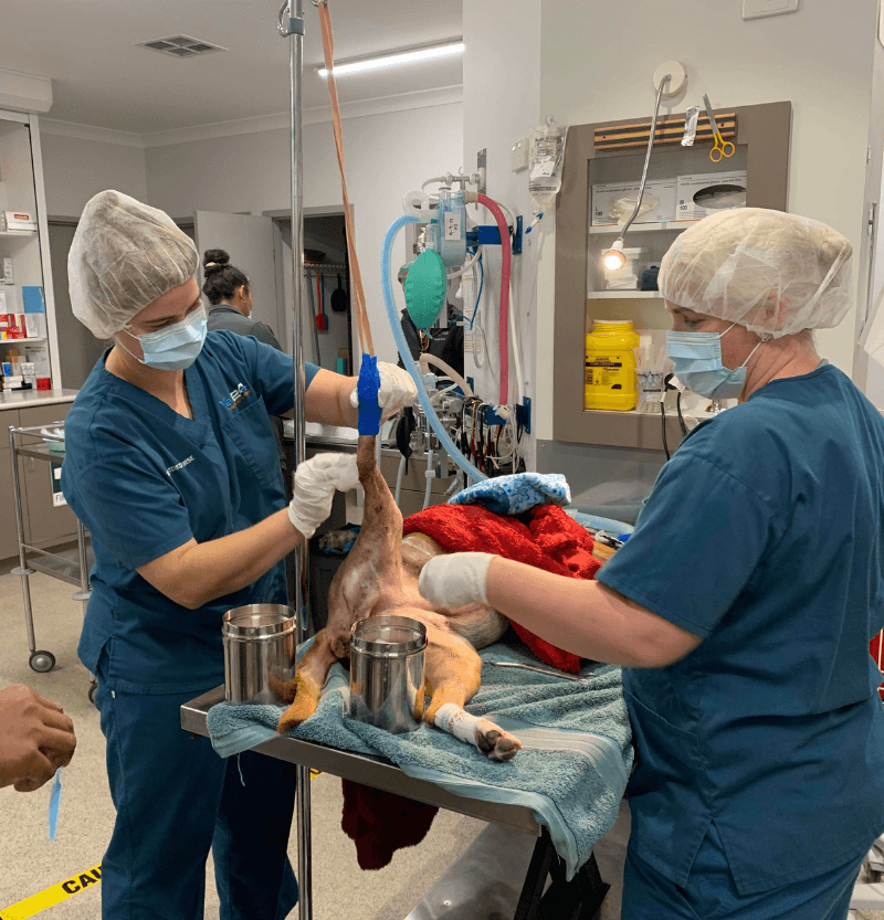Perth vets performing orthopaedic surgery.